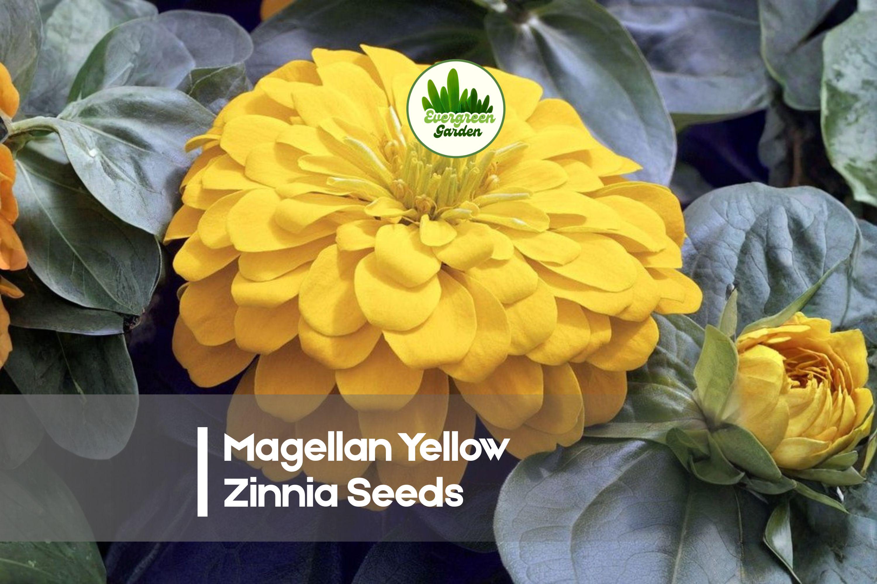 Magellan Yellow Zinnia Seeds – Bright Yellow Blooms, Compact Growth, Zinnia elegans, Summer Annual for Borders & Containers