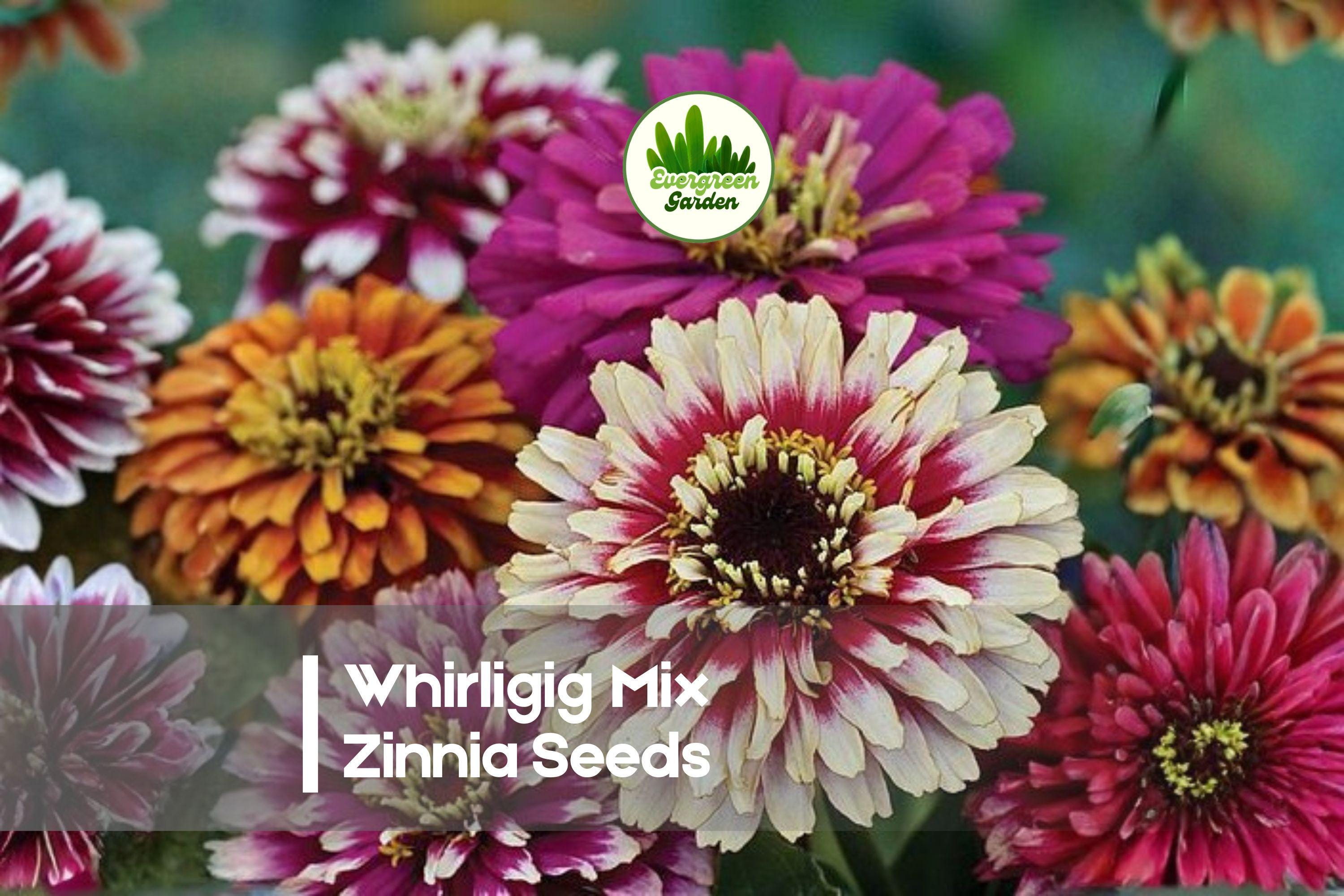 Whirligig Mix Zinnia Seeds - Bicolor & Tri-Color Annual for Borders, Pots & Cut Flowers - Zinnia elegans