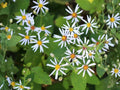 Eurybia macrophylla Seeds – Big-Leaved Aster Native Wildflower for Woodland Gardens, Heirloom, Pollinator-Friendly, Shade Garden Planting
