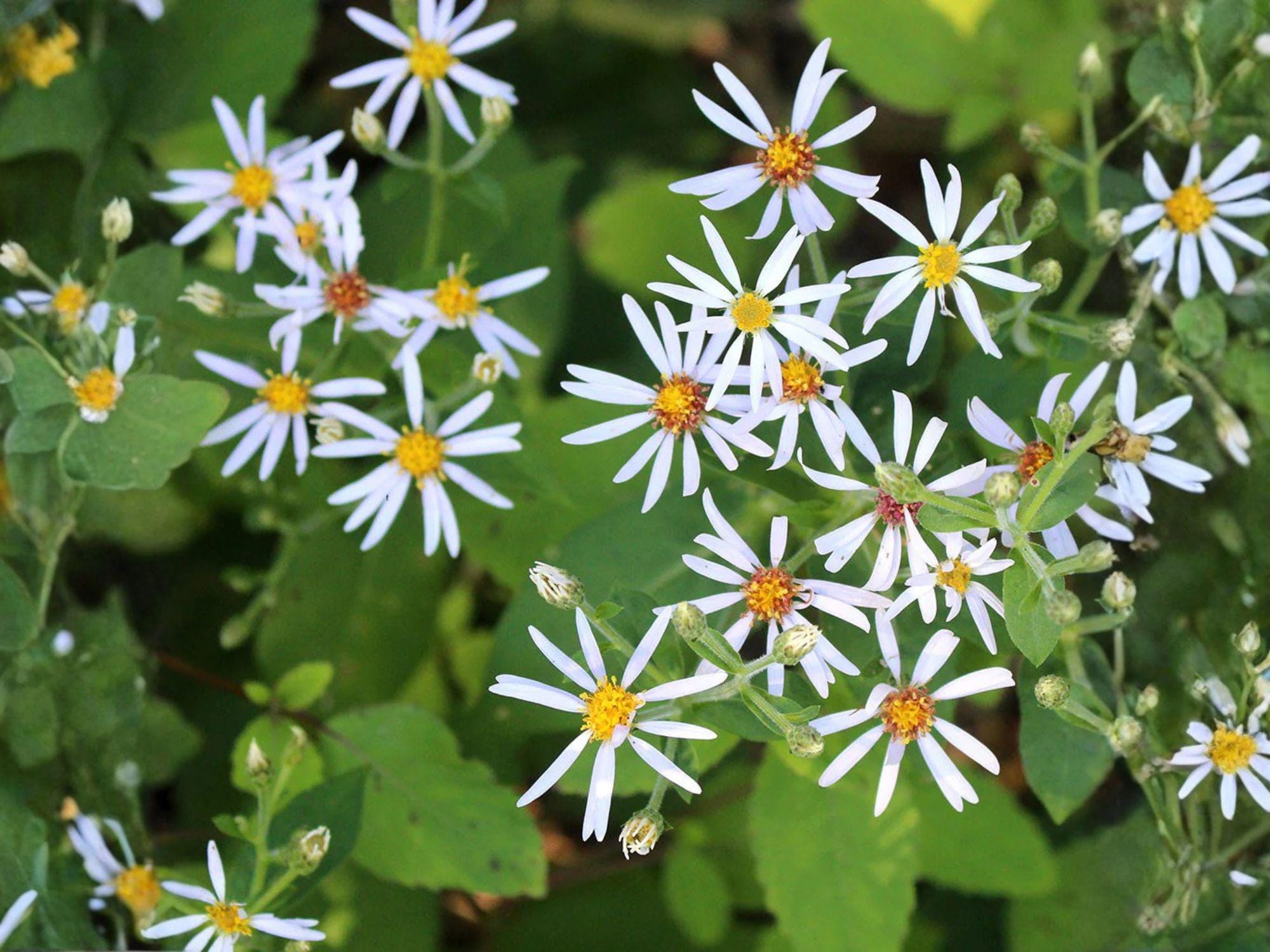 Eurybia macrophylla Seeds – Big-Leaved Aster Native Wildflower for Woodland Gardens, Heirloom, Pollinator-Friendly, Shade Garden Planting