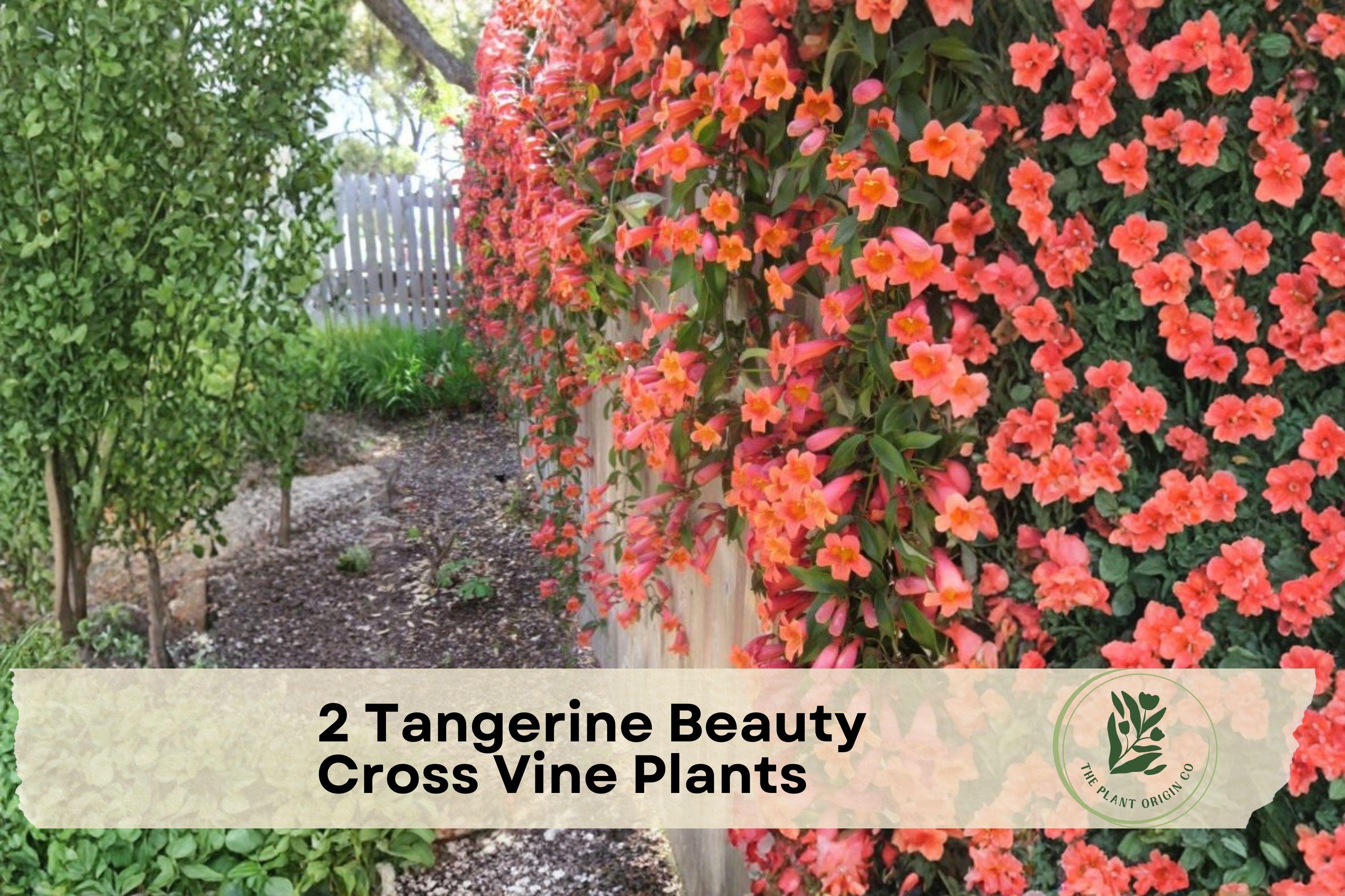 2 Live Tangerine Beauty Cross Vine Plants - Bignonia capreolata Climbing Vines with Vibrant Yellow, Orange & Red Trumpet Flowers