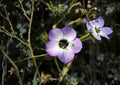 Bird’s Eyes Gilia Seeds – Wildflower Annual in Blue, Purple, White – Tricolor (Gilia tricolor) 100 Seeds