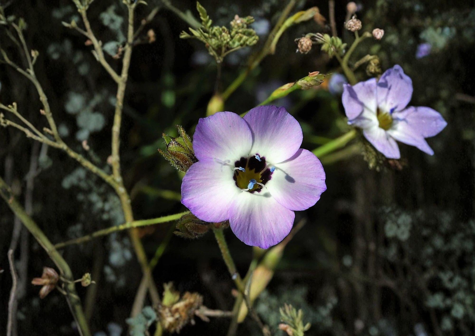Bird’s Eyes Gilia Seeds – Wildflower Annual in Blue, Purple, White – Tricolor (Gilia tricolor) 100 Seeds