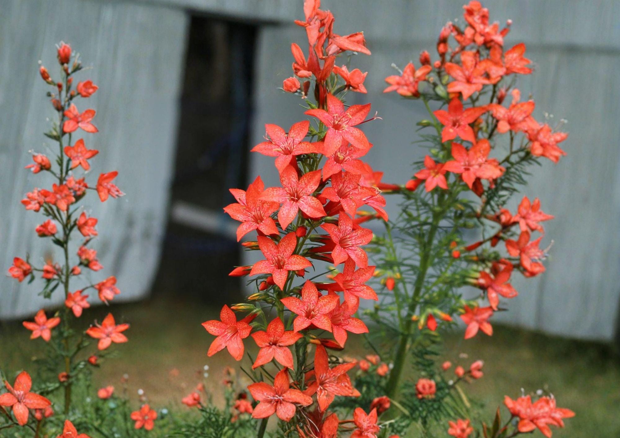 Standing Cypress Wildflower Seeds – Ipomopsis rubra, Red Tubular Blooms, Hummingbird Attracting, Tall Biennial Plant Seeds