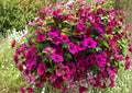 Shanin Wild Petunia Seeds – 100 Purple Heirloom Flower Seeds for Summer Garden, Pollinator Friendly, Petunia violacea