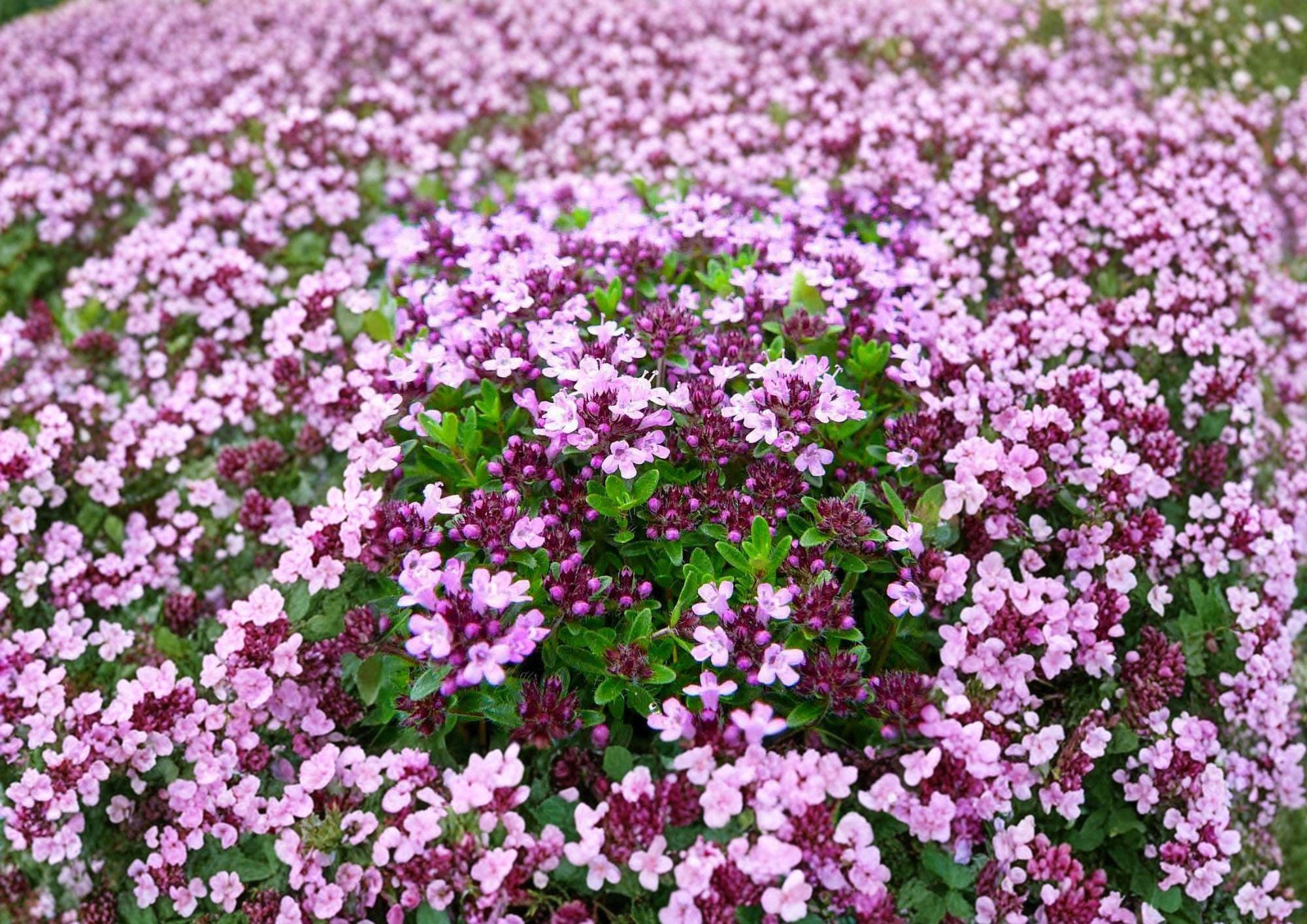 Creeping Thyme Seeds – Thymus serpyllum Groundcover Herb for Rock Gardens, Pathways & Lawns, Pink Purple Flowers, Drought Tolerant