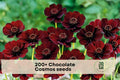200+ Chocolate Cosmos Seeds - Deep Burgundy Flowers, Cosmos atrosanguineus, Annual Flower for Garden Beds & Borders