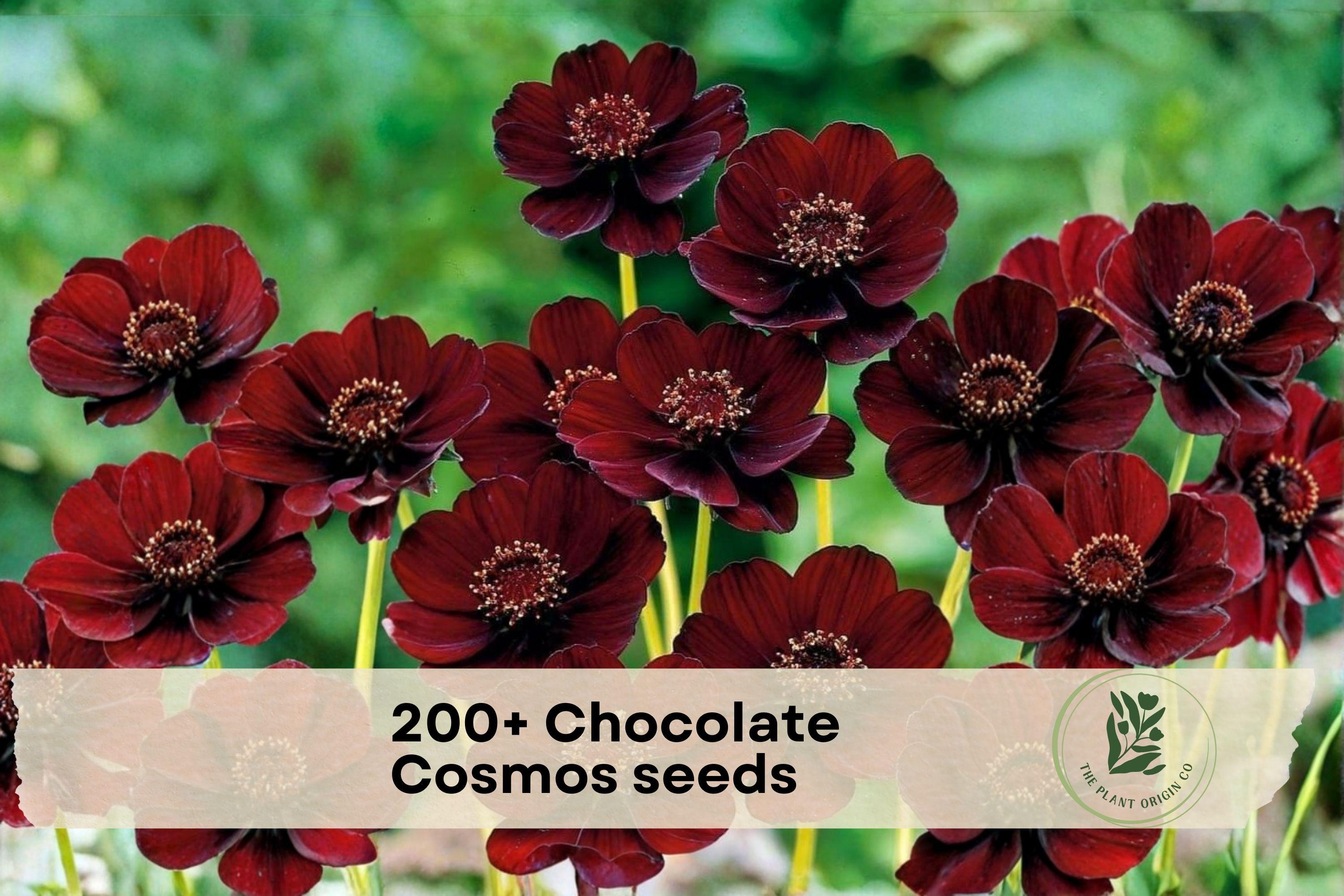 200+ Chocolate Cosmos Seeds - Deep Burgundy Flowers, Cosmos atrosanguineus, Annual Flower for Garden Beds & Borders