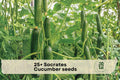 25+ Socrates Cucumber Seeds – Crisp Green Slicing Cucumis sativus for Home Garden, Trellis, Raised Beds