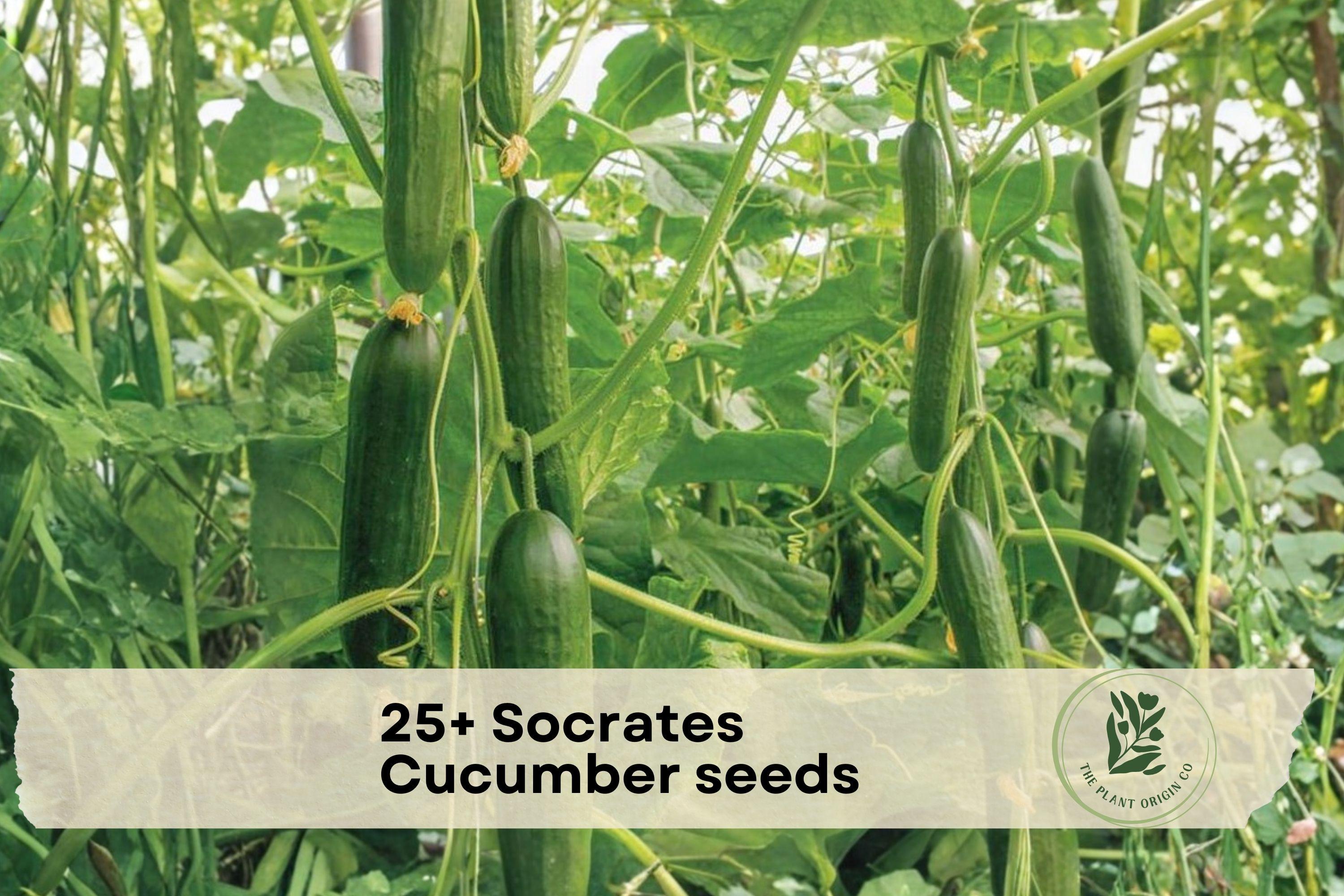 25+ Socrates Cucumber Seeds – Crisp Green Slicing Cucumis sativus for Home Garden, Trellis, Raised Beds