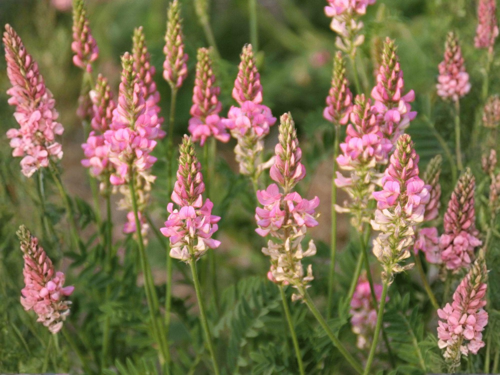 Sainfoin Flower Seeds | Onobrychis viciifolia | Pink Striped Bloom | Perennial Garden Plant | 100 Seeds