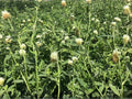 Berseem Clover Seeds, Trifolium alexandrinum, Egyptian Clover, Annual Green Foliage, White to Cream Flowers, 100 Seeds