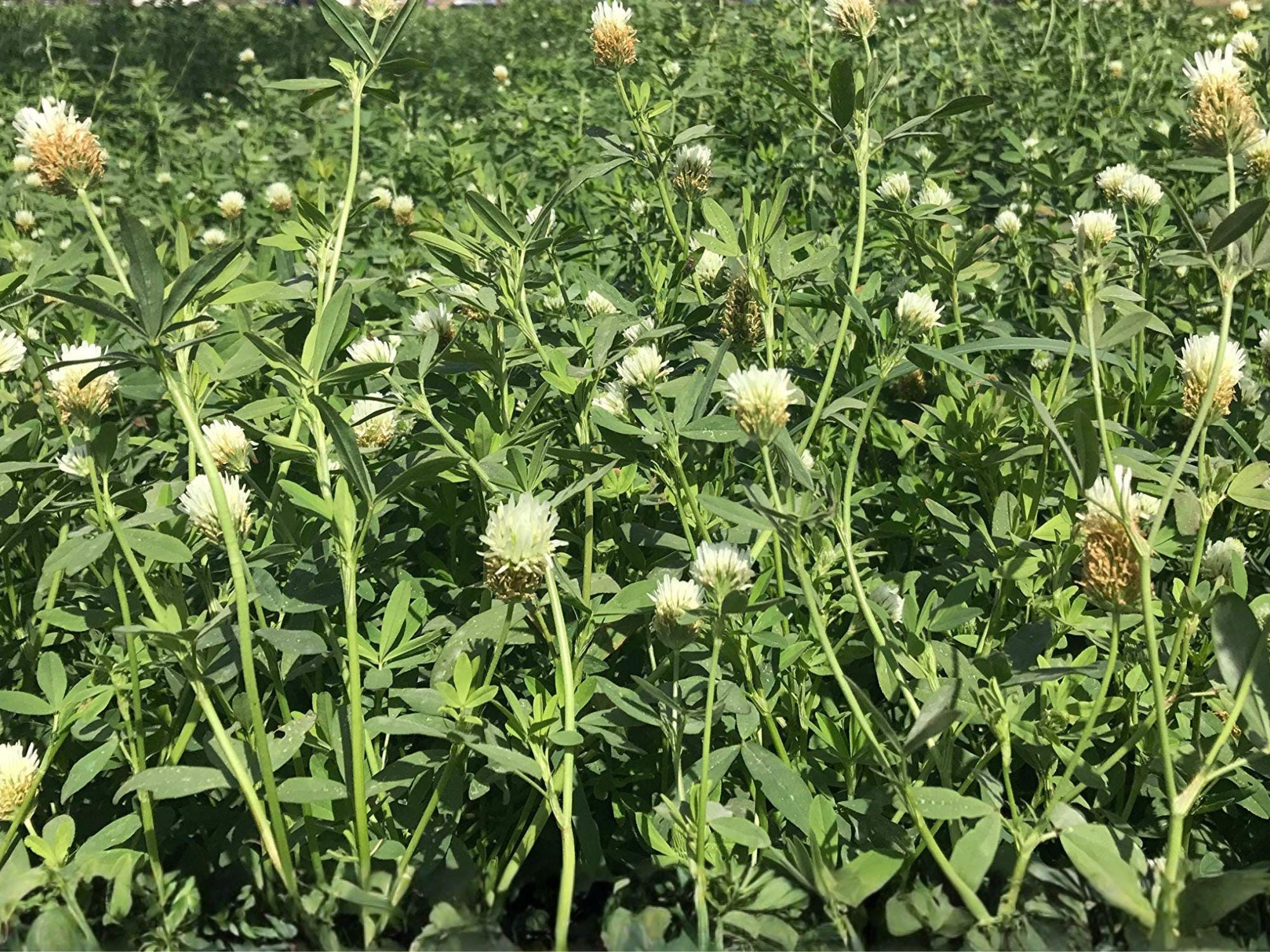 Berseem Clover Seeds, Trifolium alexandrinum, Egyptian Clover, Annual Green Foliage, White to Cream Flowers, 100 Seeds
