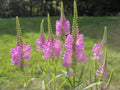 Physostegia Virginiana Seeds – Obedient Plant Native Perennial Pink Wildflower for Pollinator Gardens