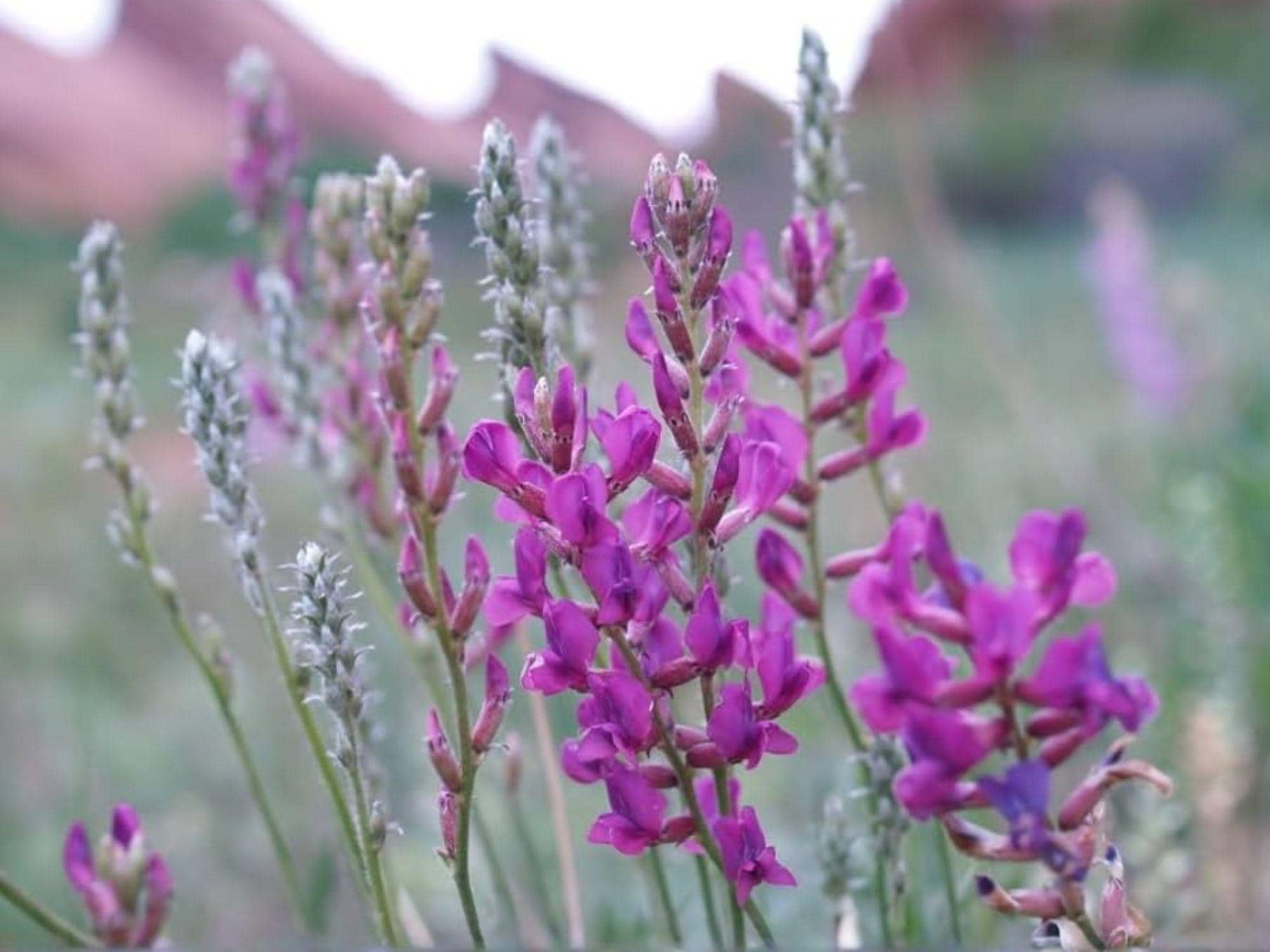 Oxytropis lambertii Seeds – Showy Locoweed Native Prairie Wildflower for Drought Tolerant Rock Gardens