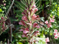 Pedicularis Procera Seeds – Tall Prairie Perennial Wildflower for Native Gardens & Pollinators