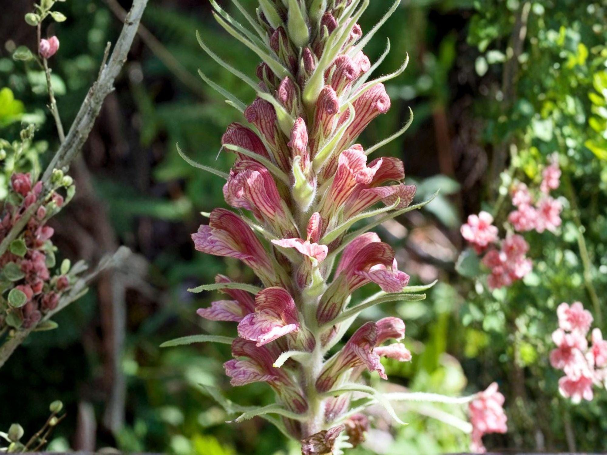 Pedicularis Procera Seeds – Tall Prairie Perennial Wildflower for Native Gardens & Pollinators