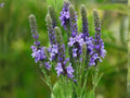 Verbena hastata Seeds – Blue Vervain Native Wildflower for Rain Gardens, Pollinator Gardens, Meadow Plantings