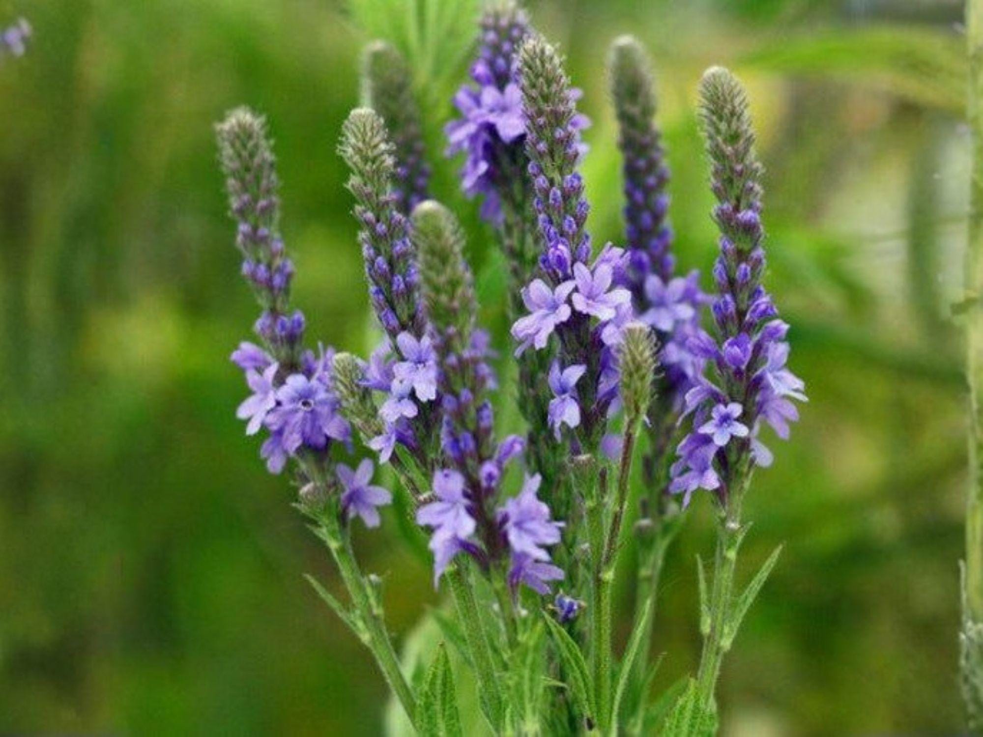 Verbena hastata Seeds – Blue Vervain Native Wildflower for Rain Gardens, Pollinator Gardens, Meadow Plantings