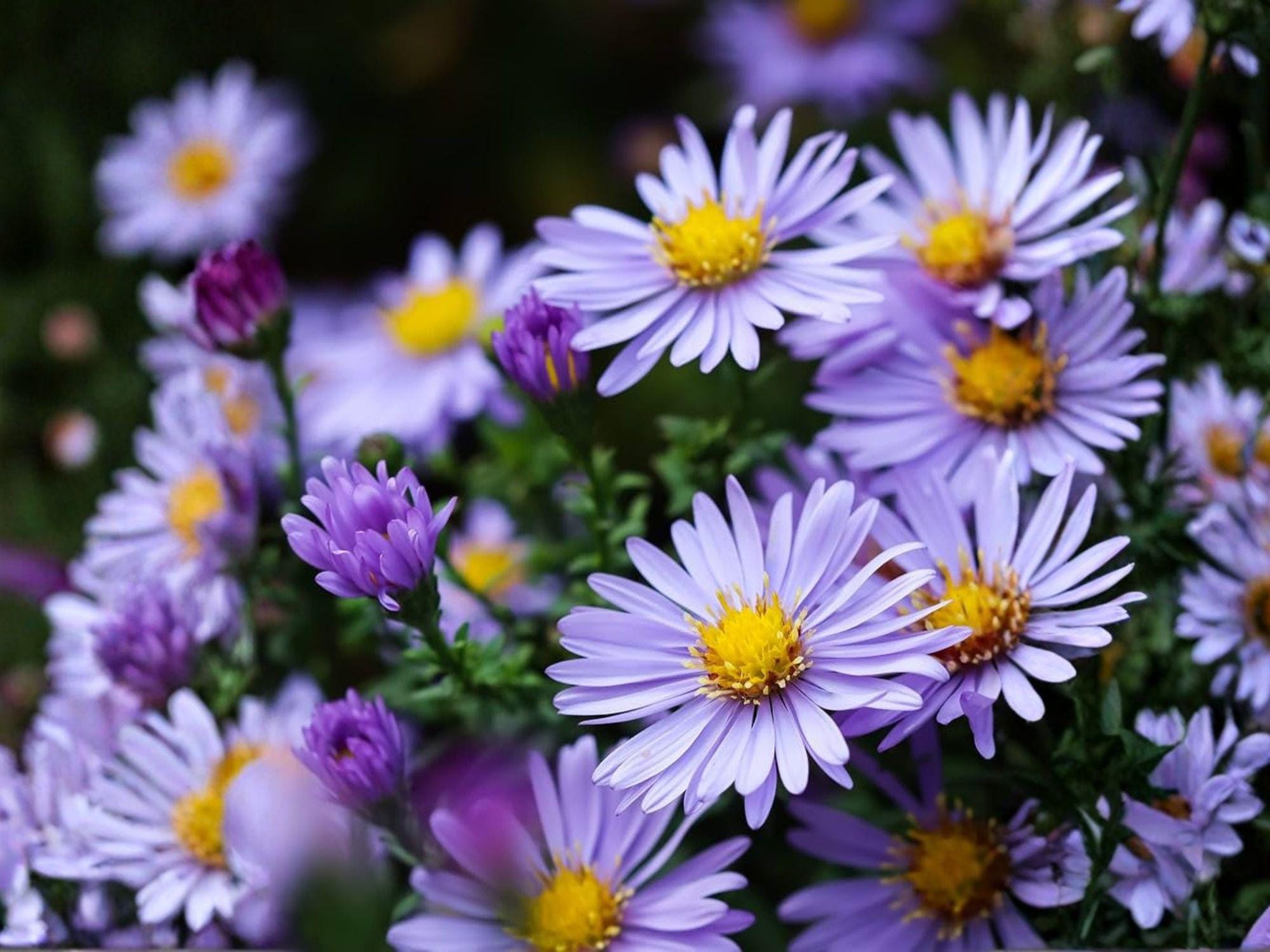 Symphyotrichum Laeve Seeds – Native Wildflower, Fall Blooming Blue Aster, Pollinator Perennial, Drought Tolerant, 100 Seeds