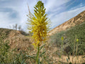 Stanleya pinnata Seeds – Prince’s Plume Native Wildflower – Drought Tolerant Perennial with Bright Yellow Flowers