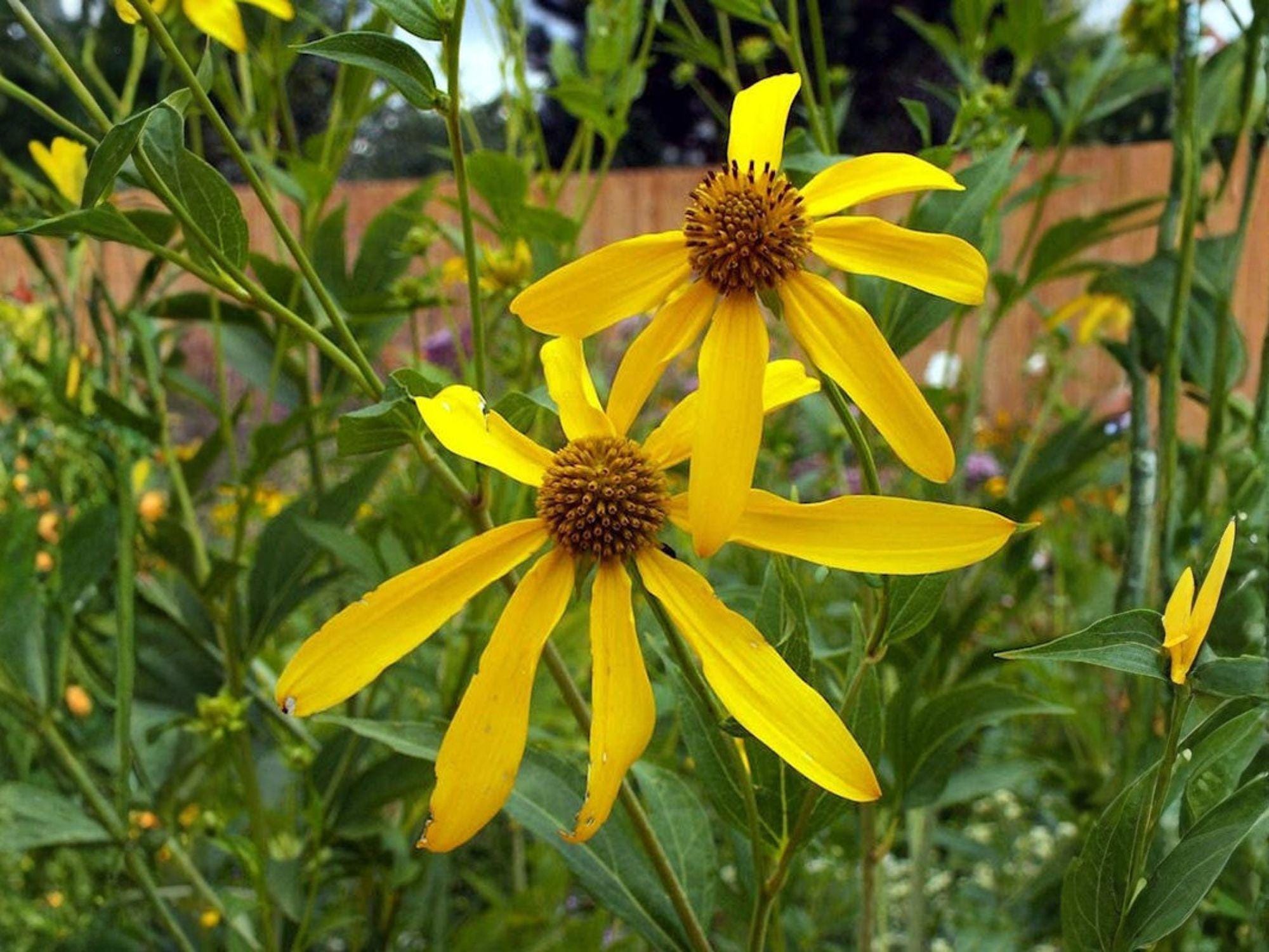 Rudbeckia Laciniata Ampla Seeds – Tall Native Perennial Cutleaf Coneflower – Bright Yellow Wildflower for Pollinator Gardens