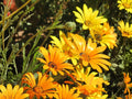 Hymenoxys Hoopesii Seeds – Orange Mountain Daisy Wildflower for Rock Gardens, Drought-Tolerant Native Perennial, Pollinator Attracting