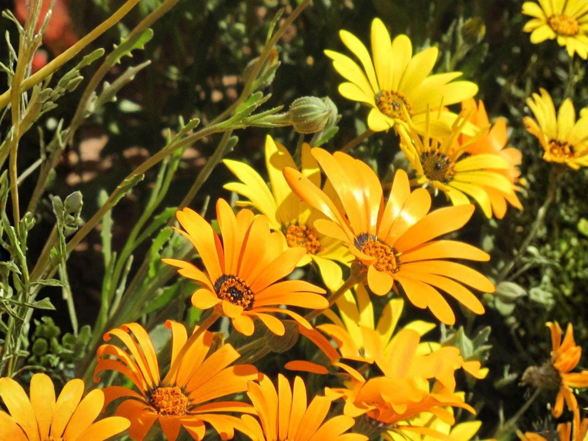 Hymenoxys Hoopesii Seeds – Orange Mountain Daisy Wildflower for Rock Gardens, Drought-Tolerant Native Perennial, Pollinator Attracting