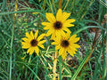 Heliomeris Multiflora Seeds – Showy Goldeneye Native Wildflower – Drought Tolerant Perennial – Bright Yellow Daisy-Like Blooms