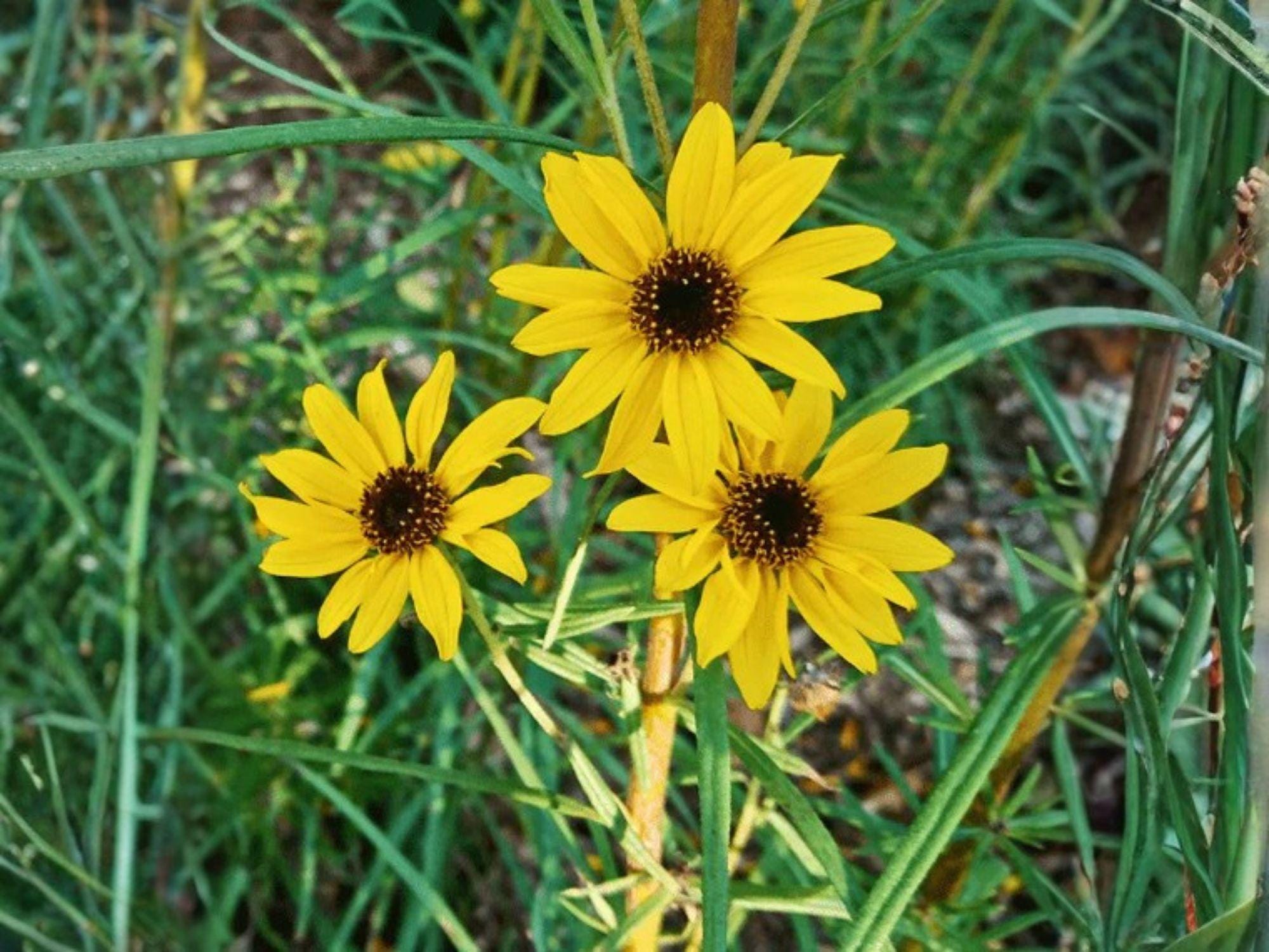 Heliomeris Multiflora Seeds – Showy Goldeneye Native Wildflower – Drought Tolerant Perennial – Bright Yellow Daisy-Like Blooms
