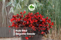 Hula Red Begonia Seeds, Compact Annual Flowering Plant, Bright Red Blooms, Begonia semperflorens, 25+ Seeds