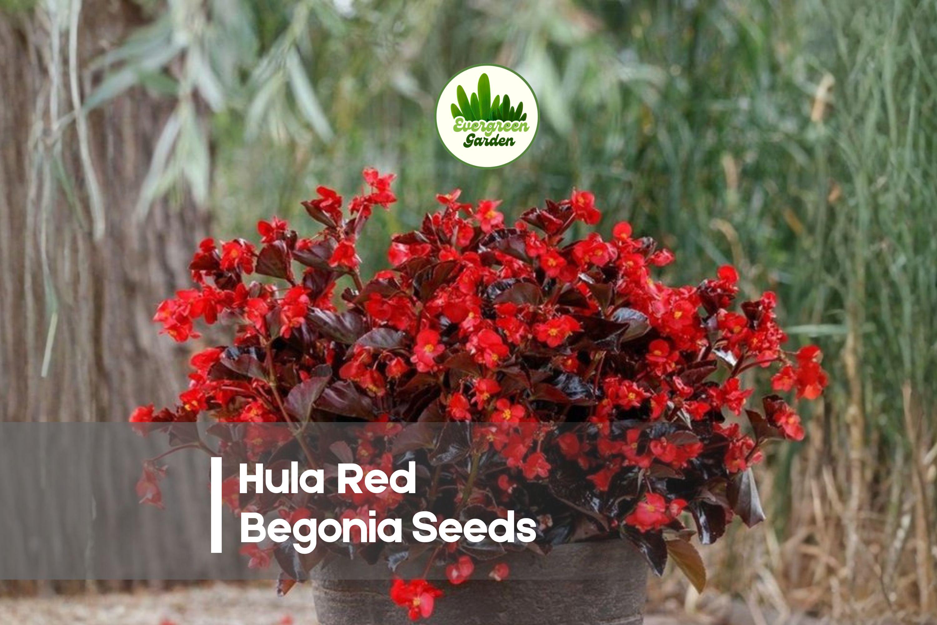 Hula Red Begonia Seeds, Compact Annual Flowering Plant, Bright Red Blooms, Begonia semperflorens, 25+ Seeds