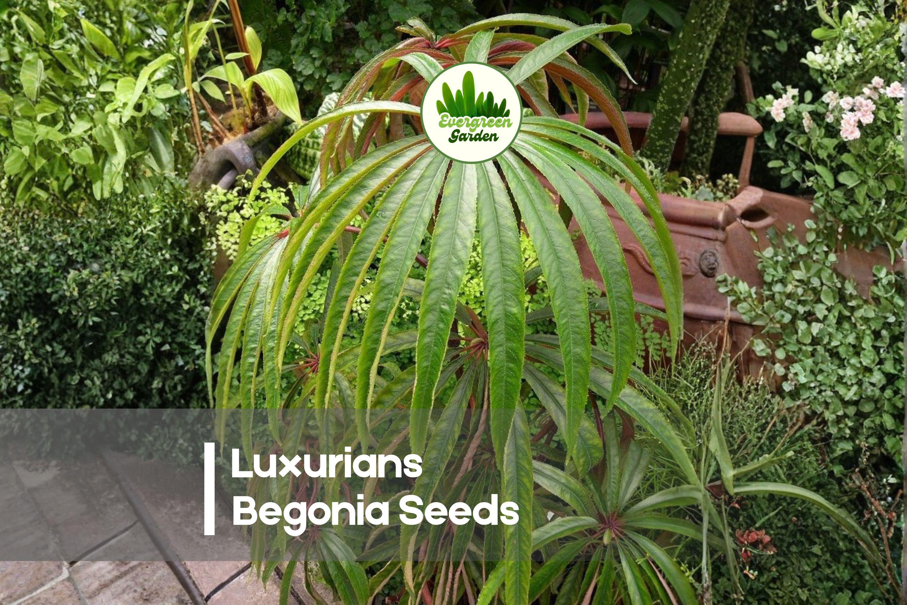 Luxurians Begonia Seeds – Ornamental Foliage Plant with Palm-Like Leaves, Begonia luxurians, Indoor & Shade Garden Collection