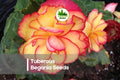 25+ Tuberous Begonia Seeds – Vibrant Double Blooms, Begonia × tuberhybrida for Containers, Baskets, Shade Gardens