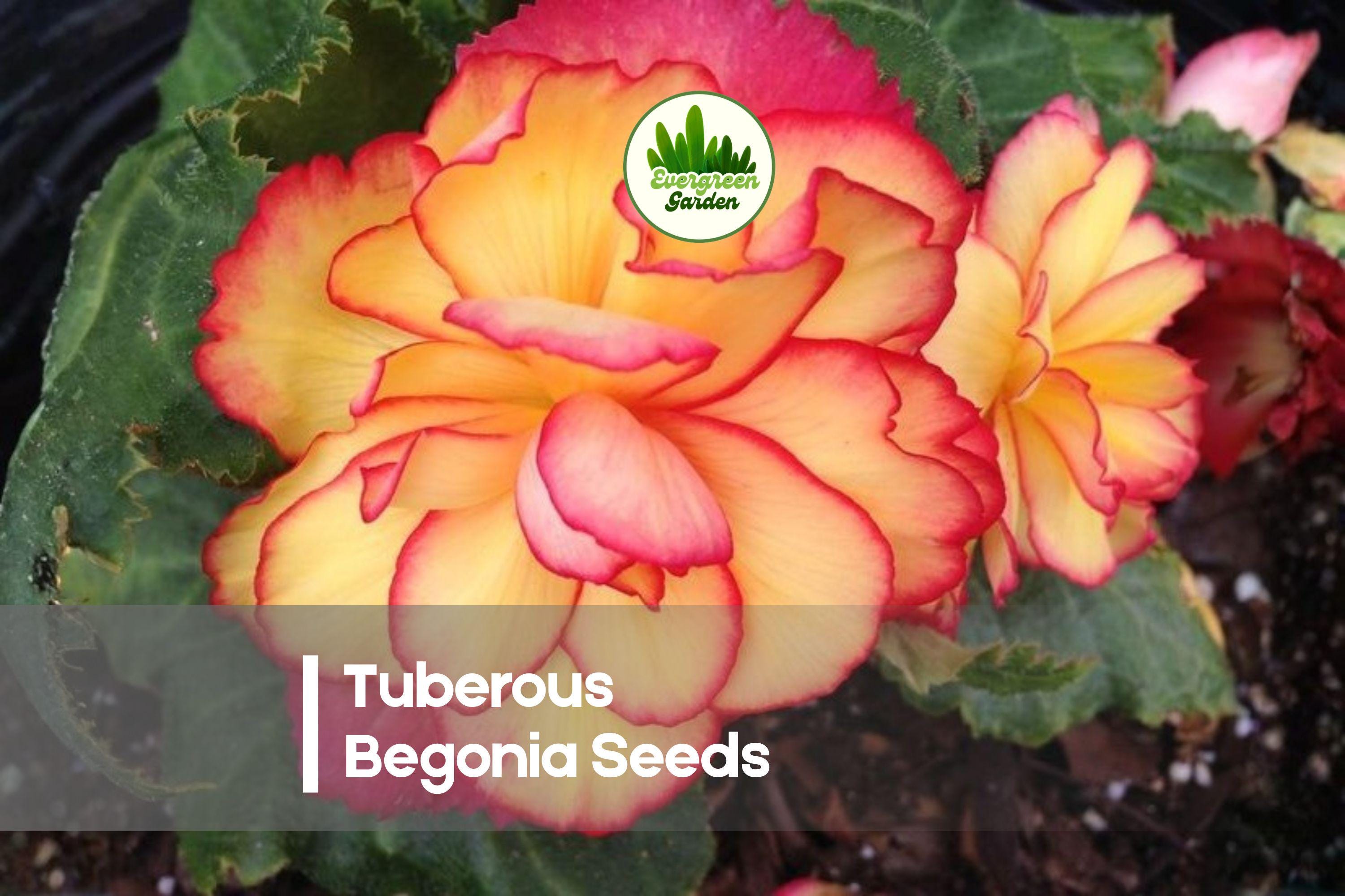 25+ Tuberous Begonia Seeds – Vibrant Double Blooms, Begonia × tuberhybrida for Containers, Baskets, Shade Gardens