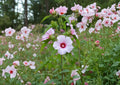Rose Mallow Hibiscus Seeds – Large Pink Native Wetland Flower Seeds for Moist Gardens & Pollinator Attracting Perennial