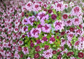 Wild Thyme Seeds – Broad-Leaved Lemon Thyme Herb for Fragrant Garden, Pollinator Friendly, Drought Tolerant, Thymus pulegioides