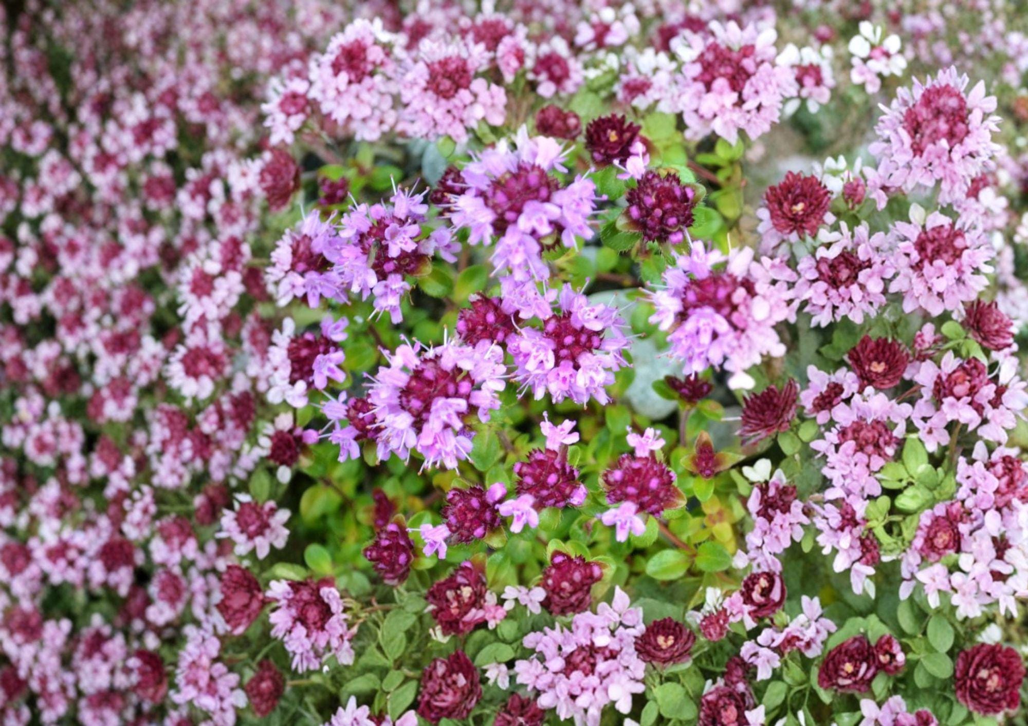 Wild Thyme Seeds – Broad-Leaved Lemon Thyme Herb for Fragrant Garden, Pollinator Friendly, Drought Tolerant, Thymus pulegioides