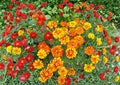 French Marigold Seeds Sparky Mixture – Double Bloom Summer Flowers, Tagetes patula, Vibrant Red, Orange & Gold
