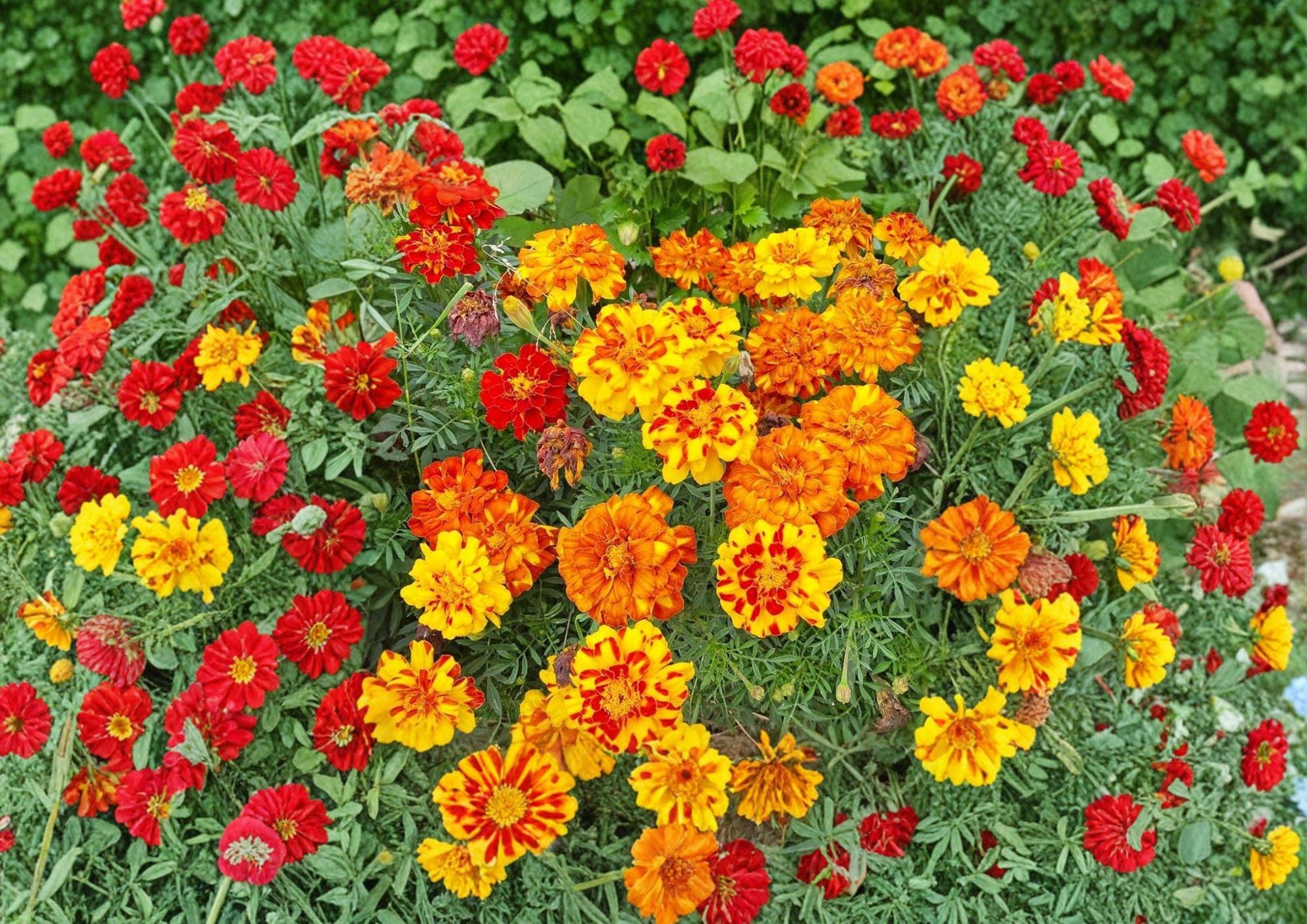 French Marigold Seeds Sparky Mixture – Double Bloom Summer Flowers, Tagetes patula, Vibrant Red, Orange & Gold