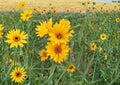 Helianthus maximiliani Seeds – Tall Native Yellow Sunflower for Prairie Gardens & Wildflower Landscaping