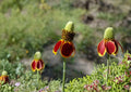 Prairie Coneflower Seeds – 100 Native Wildflower Seeds for Meadow Garden – Ratibida columnifera, Yellow Red Perennial Plant