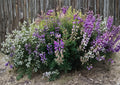 Lupine Seeds – Riverbank Lupinus Rivularis Native Perennial Flower Seeds for Garden, Purple Blue Blooms