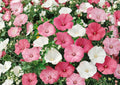 Dwarf Rose Mallow Seeds – Mixed Color Annual Flower Seeds for Summer Garden – Lavatera trimestris Compact Blooming Plant