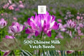 500 Chinese Milk Vetch Seeds – Astragalus sinicus Cover Crop, Pink to Purple Flowers, Annual Legume for Garden & Field