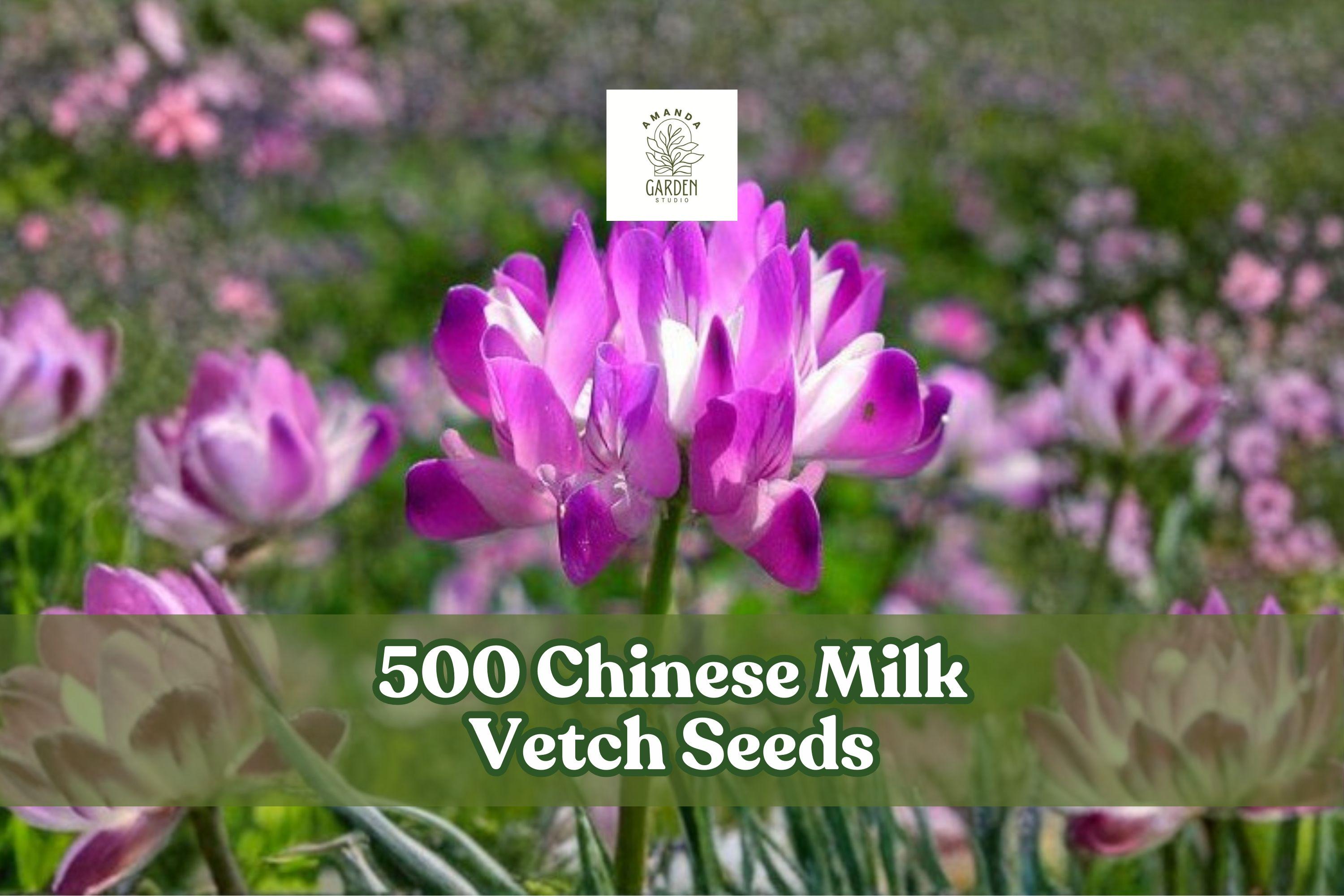 500 Chinese Milk Vetch Seeds – Astragalus sinicus Cover Crop, Pink to Purple Flowers, Annual Legume for Garden & Field