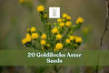Goldilocks Aster Seeds – Perennial Wildflower, Yellow Flowers, Galatella linosyris, 20 Seeds for Borders & Meadow Gardens