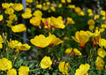 Evening Primrose Seeds – 200 Bright Yellow Night Blooming Flowers (Oenothera Lamarckiana) for Gardens & Pollinators