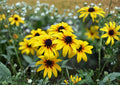 Black Eyed Susan Seeds – 400 Native Wildflower Seeds for Meadow Garden, Rudbeckia hirta, Bright Yellow Daisies, Pollinator Attracting