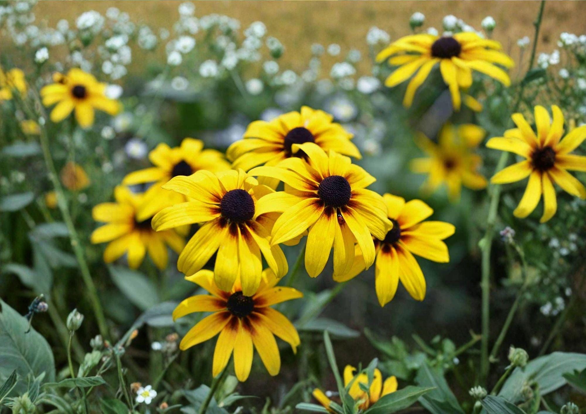 Black Eyed Susan Seeds – 400 Native Wildflower Seeds for Meadow Garden, Rudbeckia hirta, Bright Yellow Daisies, Pollinator Attracting